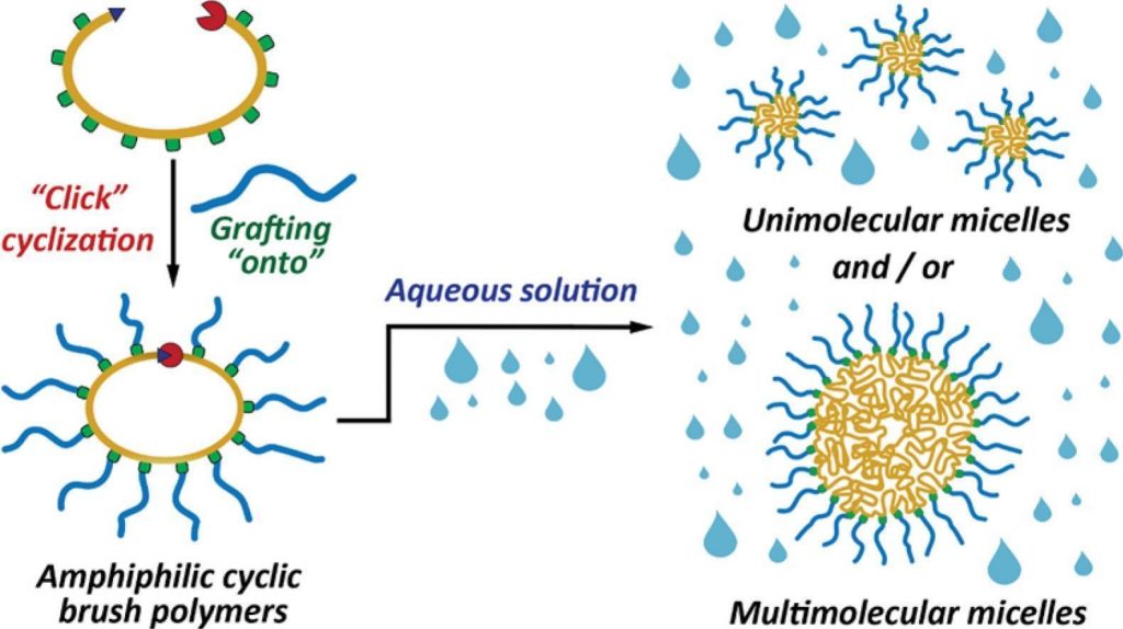 Graphical abstract for modular synthesis of amphiphilic cyclic brush polymers